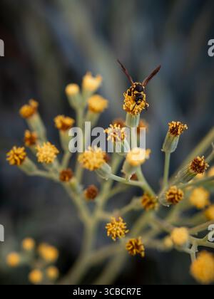 Bienen sammeln Pollen an kleinen gelben Blüten Stockfoto