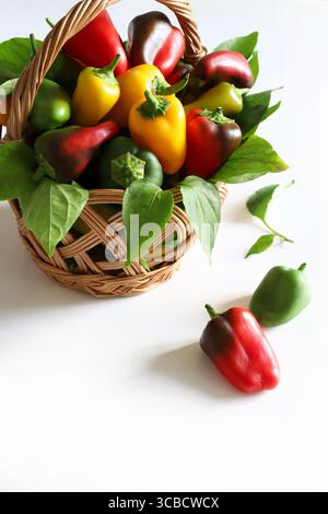 Bunte Gruppe von roten, grünen und gelben Mini-Paprika in einem Strohkorb isoliert auf weißem Hintergrund. Kleine süße Paprika essen. Stockfoto