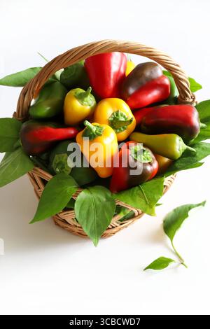 Bunte Gruppe von roten, grünen und gelben Mini-Paprika in einem Strohkorb isoliert auf weißem Hintergrund. Kleine süße Paprika essen. Stockfoto