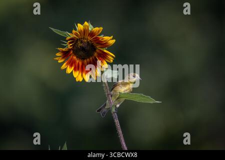 Gelber Vogel auf leuchtender Sonnenblume Stockfoto