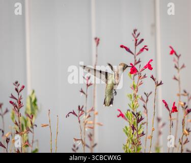 Kolibri trinkt Nektar von roten Blumen in hellem Außenlicht Stockfoto