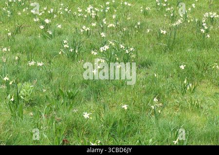 Nahaufnahme der zitronengelben Blüten der im Frühjahr blühenden Narzissen Narzissen Zitronentropfen, Triandrus narcissus, in Gras eingebürgert. Stockfoto