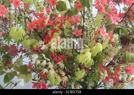 Anzeige der Frühlingsfarben von Blättern und Blumenstrauß Hintergrund. Stockfoto