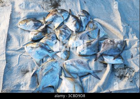 Pomfret Fisch, Marktstand mit frisch gefangenen Meeresfrüchten in Kochi, Indien, Fischindustrie am Arabischen Meer, Blauer Butterfisch, pampus, Trachinotus Block Stockfoto
