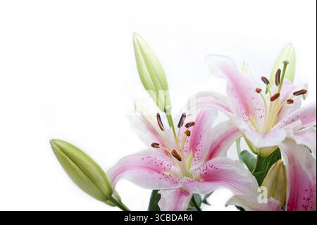Rosa Lilie Blumenstrauß über weißem Copyspace Stockfoto