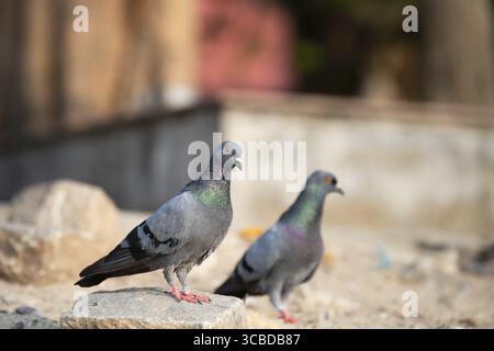 Steintaube, die auf einem Stein sitzt, Wildvogel in der Natur, Steintaube oder Columba Livia, ein weit verbreitetes Tier in Indien Stockfoto