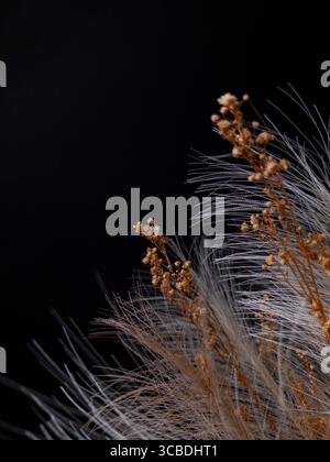 Elegante Nahaufnahme von zarten getrockneten Blüten vor dunklem Hintergrund mit feinen Texturen und natürlicher Schönheit Stockfoto