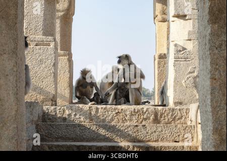 Die graue Affen-Familie der nördlichen Ebenen, der Semnopithecus entellus-Affe in einem Tempel, die Tierwelt von Hampi Indien, der Dschungel und das Regenwaldtier in der Stadt Stockfoto