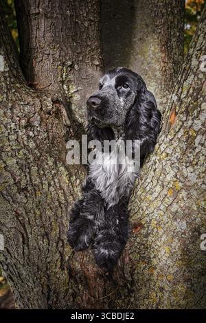 Englischer Cocker Spaniel, der auf einem Baum sitzt Stockfoto