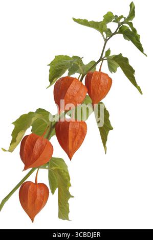 Leuchtend orange roter Zweig der Physalis-Pflanze reift im Spätsommer Stockfoto