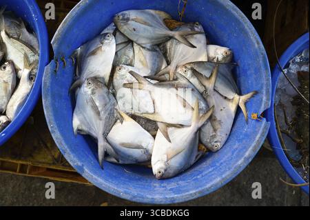 Pomfret Fisch, Marktstand mit frisch gefangenen Meeresfrüchten in Kochi, Indien, Fischindustrie am Arabischen Meer, Blauer Butterfisch, pampus, Trachinotus Block Stockfoto
