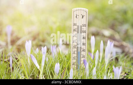 Thermometer with crocus flowers on a meadow, sunny day in spring, measure the temperature, weather forecast Stockfoto