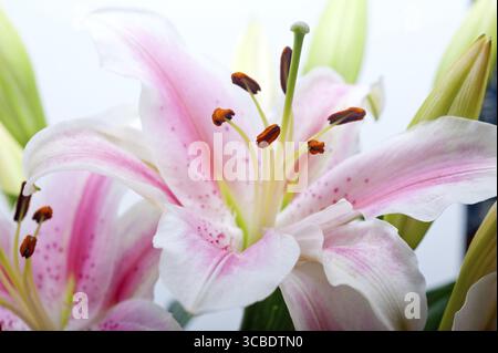 Rosa Lilie Blumenstrauß über weißem Copyspace Stockfoto