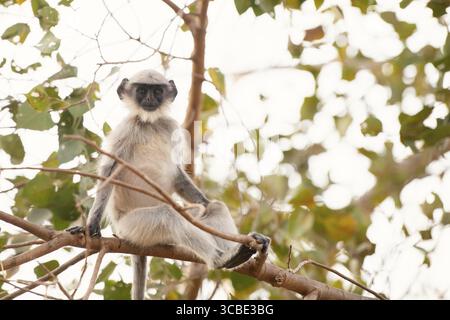 Graue Schlangenaffen der nördlichen Ebenen, Semnopithecus entellus-Affe auf einem Baum, Tierwelt Indiens, Dschungel und Regenwaldtiere Stockfoto