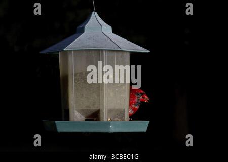 Roter Kardinal ernährt sich von einem Saatgut, das sich hinter einem Vogelfutter versteckt Stockfoto