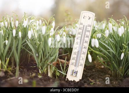 Thermometer with snowdrop flowers on a meadow, sunny day in spring, measure the temperature, weather forecast Stockfoto