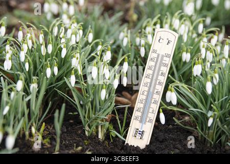 Thermometer with snowdrop flowers on a meadow, sunny day in spring, measure the temperature, weather forecast Stockfoto