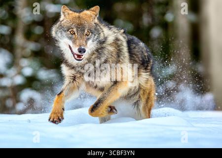 Europäischer Wolf Canis Lupus, der in natürlichem Lebensraum läuft. Wildes Leben. Holzwolf im verschneiten Winterwald Stockfoto