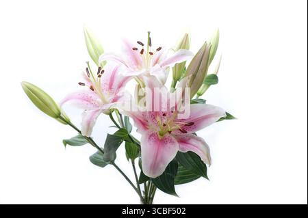Rosa Lilie Blumenstrauß über weißem Copyspace Stockfoto