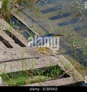 Ein Streifenreiher (kleiner Reiher) auf der Suche nach Fisch in Langkawi, Kedah, Malaysia Stockfoto