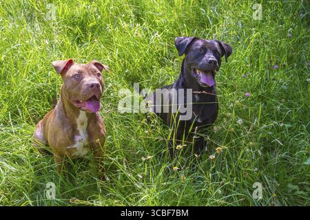 Junge weibliche Pitbull und schwarze männliche Pitbull mischen sich im Gras Stockfoto