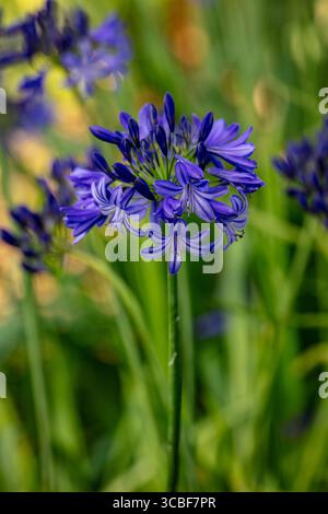 Natürliches halbdicht blühendes Pflanzenportrait des herrlichen Agapanthus „Northern Star“ PBR, afrikanische Lilie „Northern Star“, bei gutem Sonnenschein. Himmlisch Stockfoto