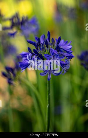 Natürliches halbdicht blühendes Pflanzenportrait des herrlichen Agapanthus „Northern Star“ PBR, afrikanische Lilie „Northern Star“, bei gutem Sonnenschein. Himmlisch Stockfoto