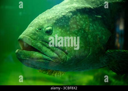 Ein riesiger Grouper in Underwaterworld, Kuah, Kangkawi, Malaysia Stockfoto