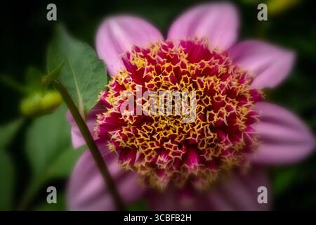 Natürliches, sehr nahes blühendes Pflanzenporträt des natürlich gemusterten Dahlienkopfes „Fenna Baaij“. Natürliche Muster, Natur, achtsam, kühn Stockfoto