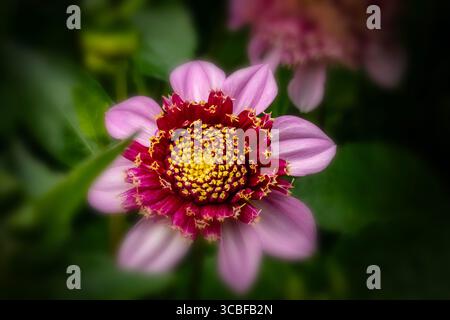 Natürliches, sehr nahes blühendes Pflanzenporträt des natürlich gemusterten Dahlienkopfes „Fenna Baaij“. Natürliche Muster, Natur, achtsam, kühn Stockfoto