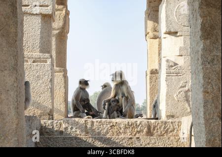 Die graue Affen-Familie der nördlichen Ebenen, der Semnopithecus entellus-Affe in einem Tempel, die Tierwelt von Hampi Indien, der Dschungel und das Regenwaldtier in der Stadt Stockfoto