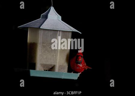 Roter Kardinal ernährt sich von einem Saatgut, kippt ein Vogelfutter Stockfoto