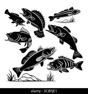 Set mit schwarzen und weißen australischen Flathead Barch Fish Illustrationen in verschiedenen dynamischen Posen Stock Vektor