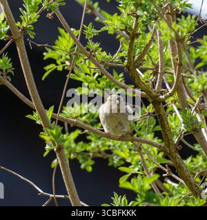Ein Hausspatzen (Passer domesticus) pflegt sich auf einem grünen Ast, beleuchtet vor dunklem Hintergrund und zeigt natürliches Verhalten Stockfoto
