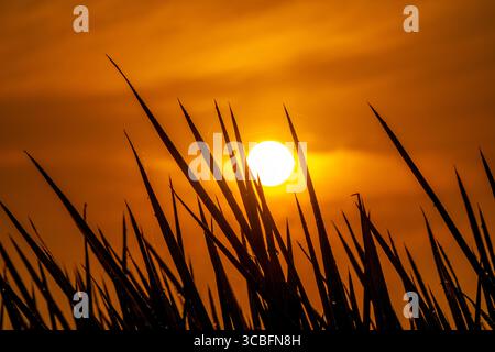 Goldener Sonnenaufgang, der Licht über taufreiches Wiesengras wirft, schafft eine ruhige und lebendige Morgenszene auf dem Land. Saftiges grünes Gras mit Tautropfen in t Stockfoto