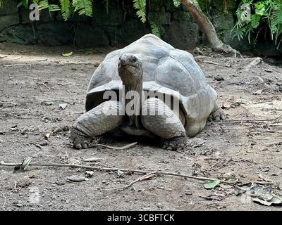 Eine riesige Aldabra-Schildkröte auf der Insel Mahé, den Seychellen, ist eine der größten Landschildkröten der Welt, mit einer riesigen Muschel und einem sehr langen Hals Stockfoto
