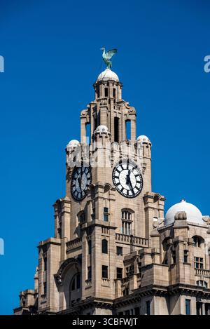 Nahaufnahme des Liver Bird und des Uhrenturms des Royal Liver Building am Pier Head von Liverpool, Merseyside, England, Großbritannien. Stockfoto
