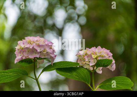 Rosafarbene Hortensie blüht mit grünen Blättern im Sommergarten Stockfoto