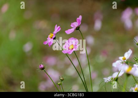 Drei rosafarbene Kosmos-Blumen blühen anmutig im Herbstfeld Stockfoto