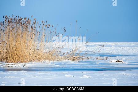 Gefrorenes Gelände mit hohem, trockenem Schilf unter einem klaren blauen Himmel, das Stille und natürliche Schönheit im Winter vermittelt Stockfoto