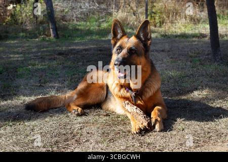 Ein deutscher Schäferhund auf dem Gras im Garten Stockfoto