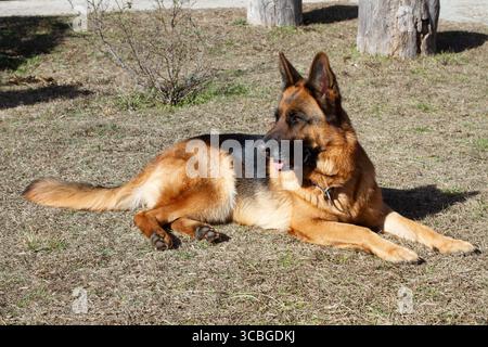 Ein deutscher Schäferhund auf dem Gras im Garten Stockfoto