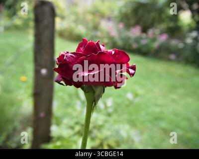 Seitenansicht Nahaufnahme einer roten Rose mit nassen Blütenblättern, eingerahmt von üppig grünen Blättern. Stockfoto