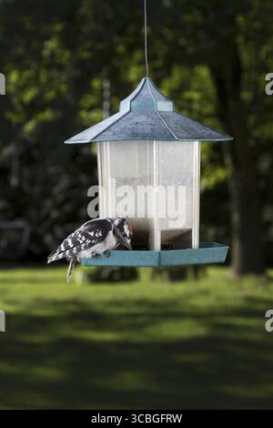 Haariger Spechte auf einem Vogelfutter, der Sonnenblumenkerne isst Stockfoto