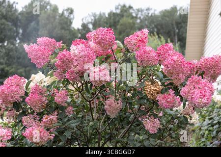 Hortensia paniculata Vanille Fraise auf einem Stamm Stockfoto