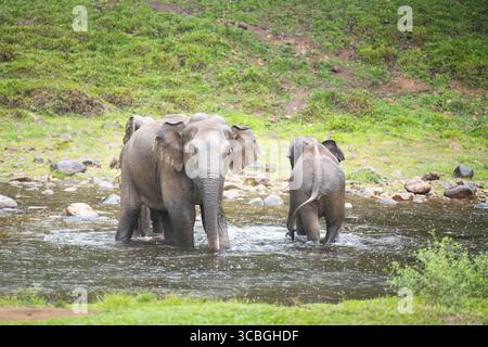 Wilde Herde indischer Elefanten, die an einem See in Anakulam nahe Munnar baden, Tiere Indiens, Elefantenfamilie an einem regnerischen Tag Stockfoto