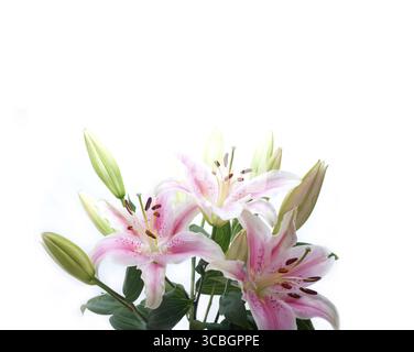 Rosa Lilie Blumenstrauß über weißem Copyspace Stockfoto