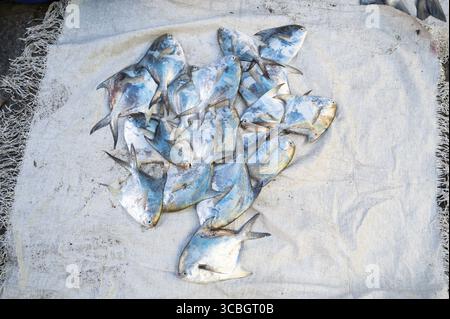 Pomfret Fisch, Marktstand mit frisch gefangenen Meeresfrüchten in Kochi, Indien, Fischindustrie am Arabischen Meer, Blauer Butterfisch, pampus, Trachinotus Block Stockfoto