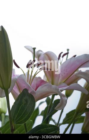 Rosa Lilie Blumenstrauß über weißem Copyspace Stockfoto