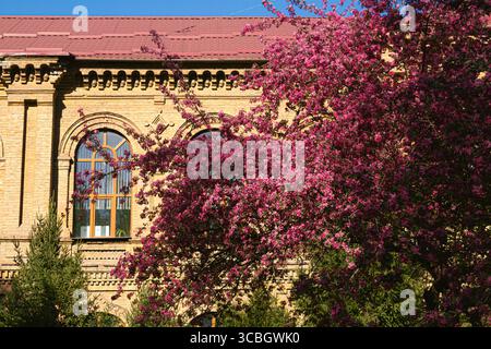 Malus „Kardinal“ Zierapfel, Rote Blumen, Blütezeit April-Mai Stockfoto